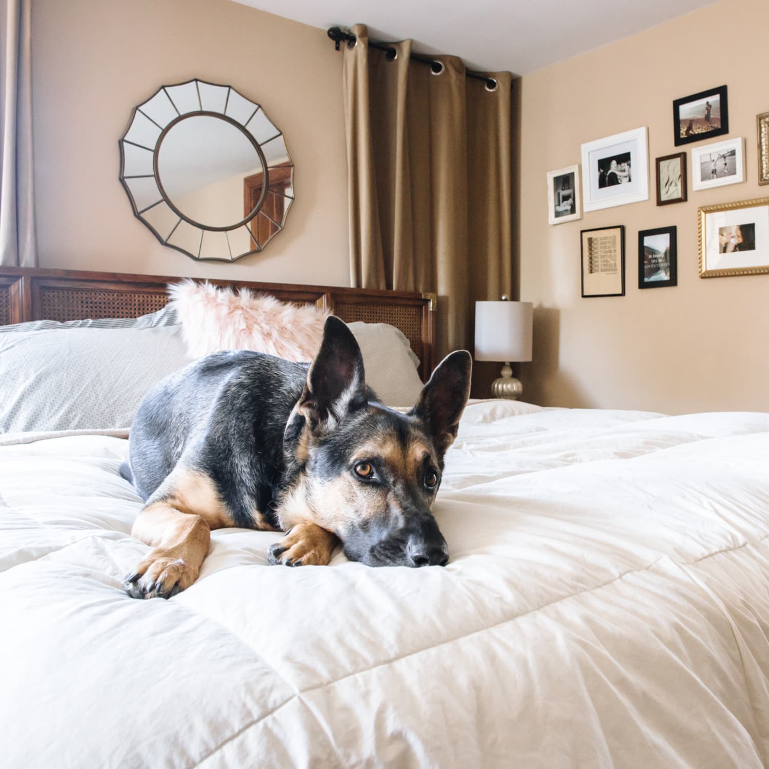 Best blankets for dogs that shed clearance